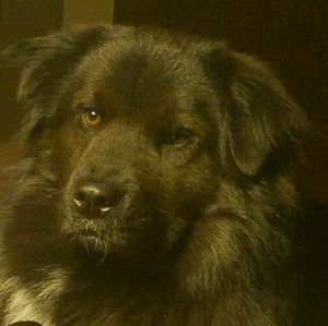 Meet your Posher, Jaye